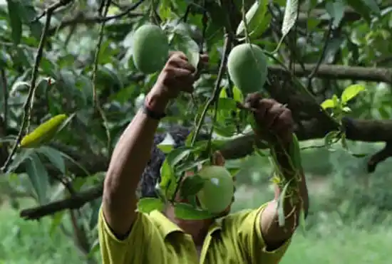 man plucking mango from tree