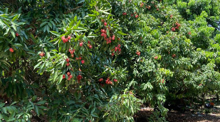 lychee tree