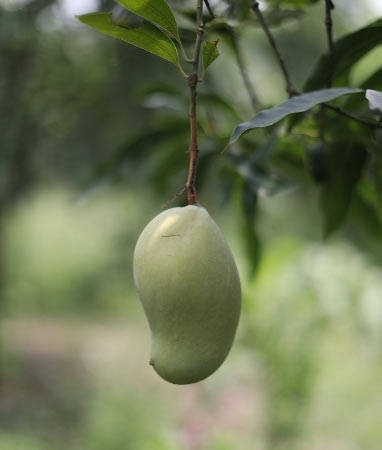 mallika mango