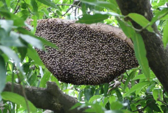 honey bee nest