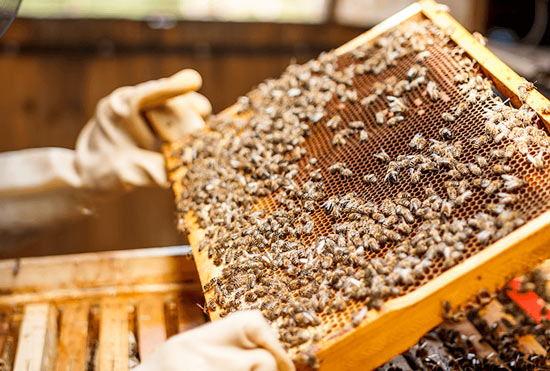 honey extraction