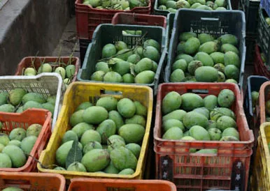 langra mangoes