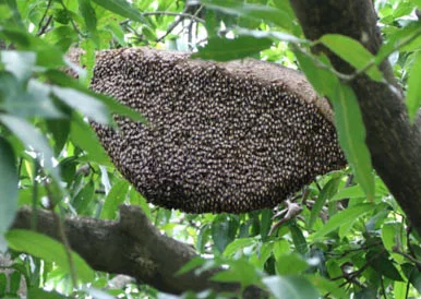 hanging bee nest