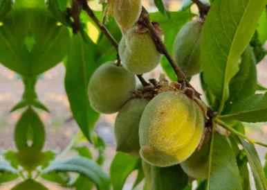 hanging peach