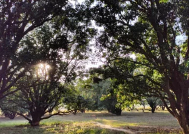trees