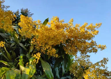 flowering trees