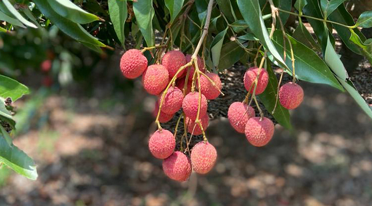 hanging lychees