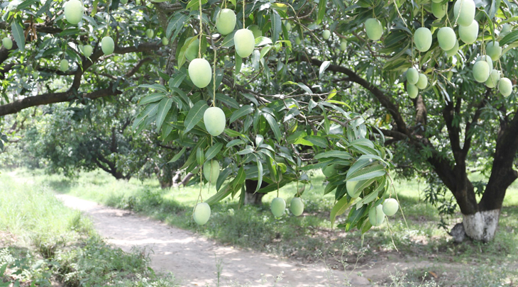 mango trees