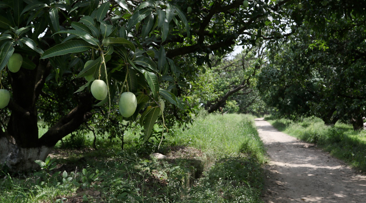 mango trees