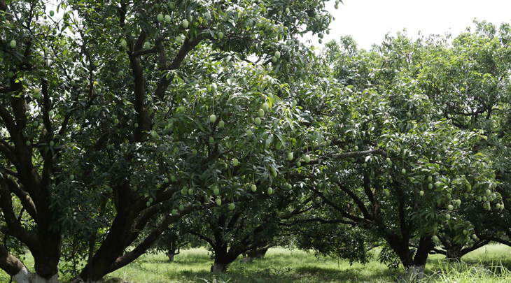 mango trees