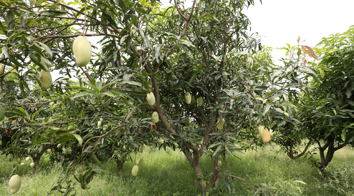 mango trees