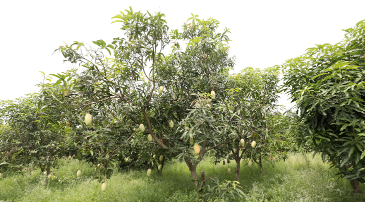 mango trees