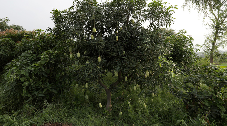 mango trees