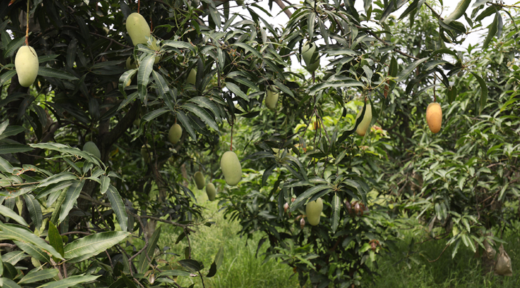 mango trees